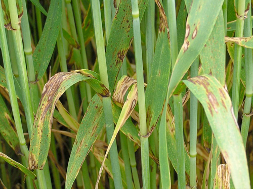 Toprak Altındaki Gizli Savaş: Kök Çürüklüğü ve Solgunluk Hastalıkları