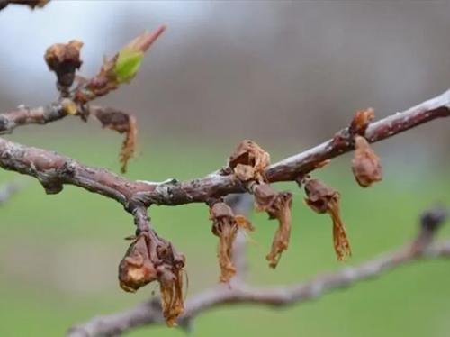 Meyve fidan üretiminde hastalıklar
