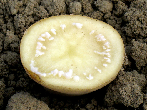 Clavibacter michiganensis