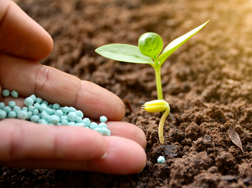 Hasat Bereketini Başlangıçta Garantiye Alın: Tohum Patolojisi
