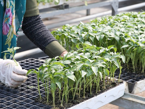 Sebze fidesi üretimi